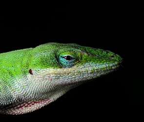 Jaszczurka, Anolis zielony