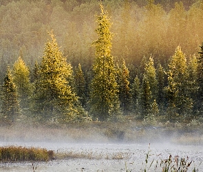 Mgła, Jezioro, Las