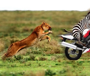 Zebra, Lwica, Motor