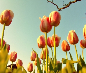 Tulipany, Niebo, Wiosna