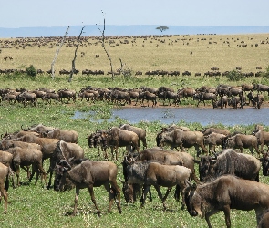 Serengeti, Migracja, Gnu, Antylopy, Trawa, Woda