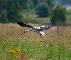 Bocian, Krzewy, Drzewa, Łąka