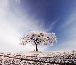 Drzewo, Zima, Pola, Niebo