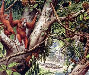 Małpy, Liany, Dżungla, Orangutany