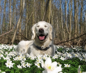 Kwiaty, Drzewa, Golden Retriever