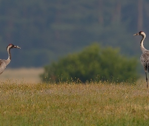 Ptaki, Żurawie