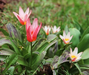 Tulipany, Kwiaty