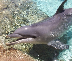 Woda, Dno, Delfin