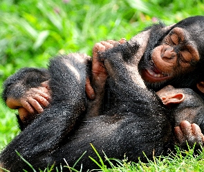 Rozbawione, Szympansy