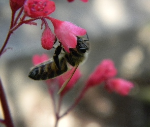 Pszczoła, Żurawki, Kwiatku, Na