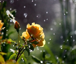 Róże, Deszcz