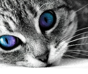 Kot, Oczy, Kolorowe