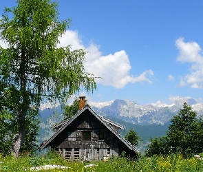 Drzewa, Góry, Chałupa