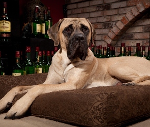Dog, Poducha, Butelki, Whisky