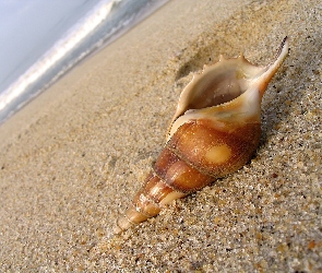 Muszelka, Plaża