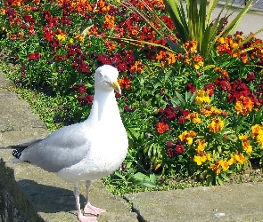 Kwiatki, Mewa