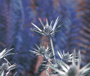 Szaro, Niebieska, Roślina