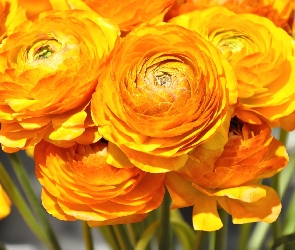 Jaskier, Kwiaty, Ranunkulus Azjatycki