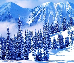 Drzewa, Ośnieżone, Zima, Góry