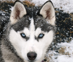 Siberian Husky, Śnieg