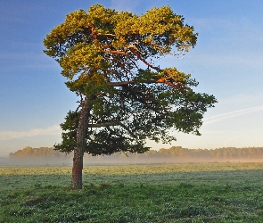 Drzewo, Mgła, Łąka