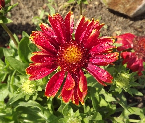 Rosy, Krople, Kwiat, Gailardia Oścista