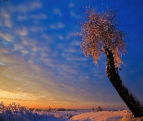 Zima, Zachód Słońca, Drzewo