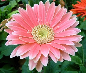 Różowa, Gerbera