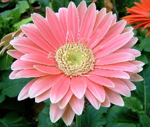 Gerbera, Różowa