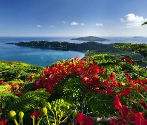 Karaiby, Wyspy, Kwiaty, Ocean