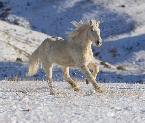 Koń, Śnieg, Biały
