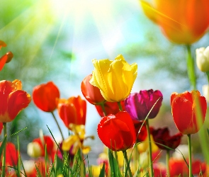 Słońca, Promienie, Kolorowe, Tulipany