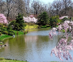 Rzeka, Wiosna, Drzewa, Kwitnące, Park