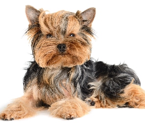 Yorkshire, Terrier