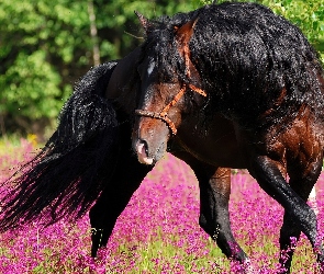Koń, Kwiaty, Łąka