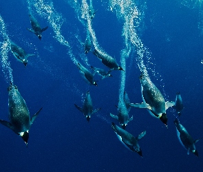 Nurkujące, Morze, Pingwiny