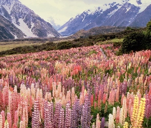 Kwiaty, Góry, Nowa, Zelandia