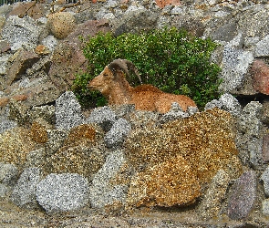 Kozica, Krzaki, Skały