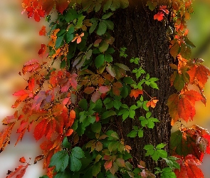 Kolorowe, Liście, Drzewo