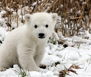 Niedźwiedź, Śnieg, Biały