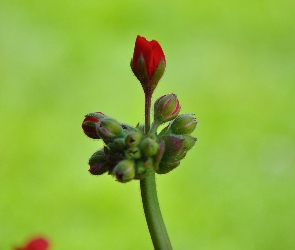 Pelargonia, Pąk