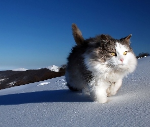 Kot, Sierść, Śnieg