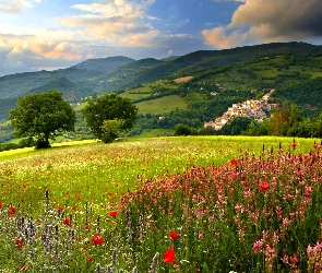 Kwiecista, Polana, Lato
