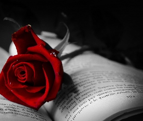 Róża, Krople, Książka