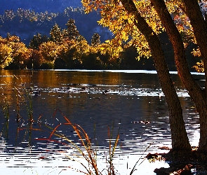 Kalifornia, Drzewa, Jesień, Jezioro