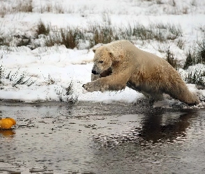 Polarny, Łowy, Skok, Woda, Niedźwiedź