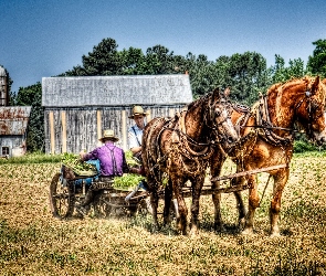 Konie, Tytoniu, Plantacja, Farma