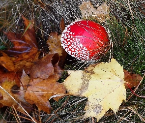 Liście, Brązowe, Czerwony, Muchomor