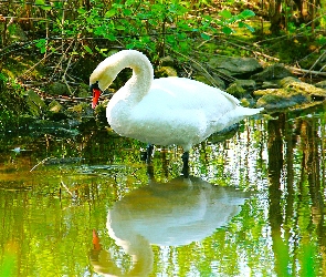 Łabędź