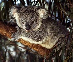 Miś, Gałąź, Koala